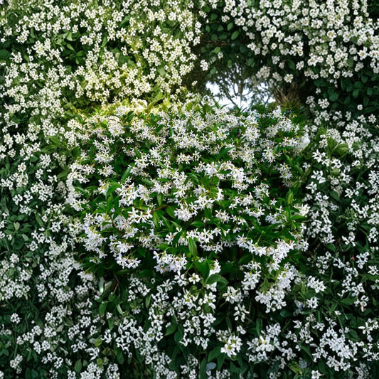 Madison Hardy Star Jasmine Seeds | Trachelospermum jasminoides ‘Madison’ | Cold Hardy Fragrant Vine | Rare Confederate Jasmine