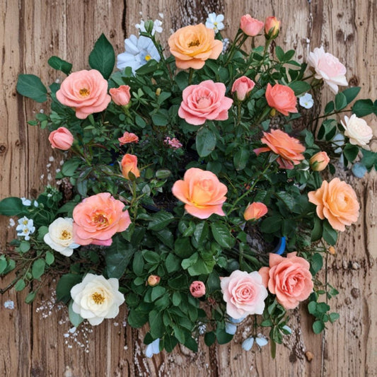 Grandiflora Rose Bush Plant – Orange Blooming Shrub, 2 Gallon, Easy Care Garden Flower, Rosa