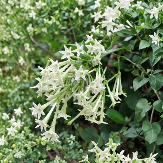 Night Blooming Jasmine Plant Set of 2 – Cestrum nocturnum, Fragrant Night Blooming Shrubs, 4-6 Inch Tall, Patio & Garden Ready, Easy Care