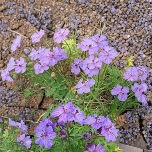 Malviflorum Geranium Seeds – 25+ Premium Hardy Flower Seeds for Colorful Garden Blooms | Pelargonium spp.
