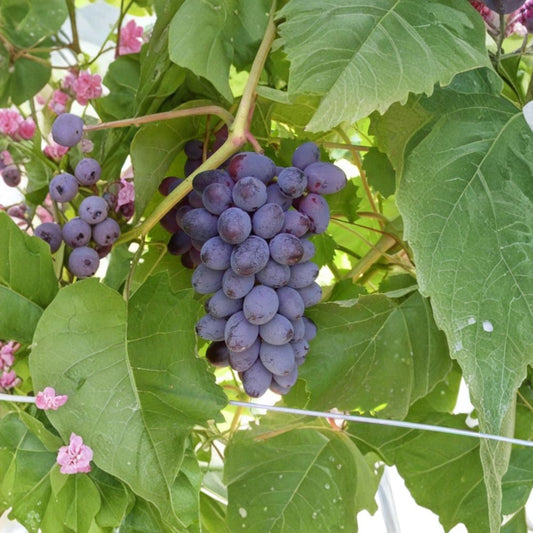 Jupiter Seedless Muscat Grape Cuttings – 5 Pack | Vitis Hybrid Propagation Set | Sweet Table Grapes | Grow Your Own Vineyard