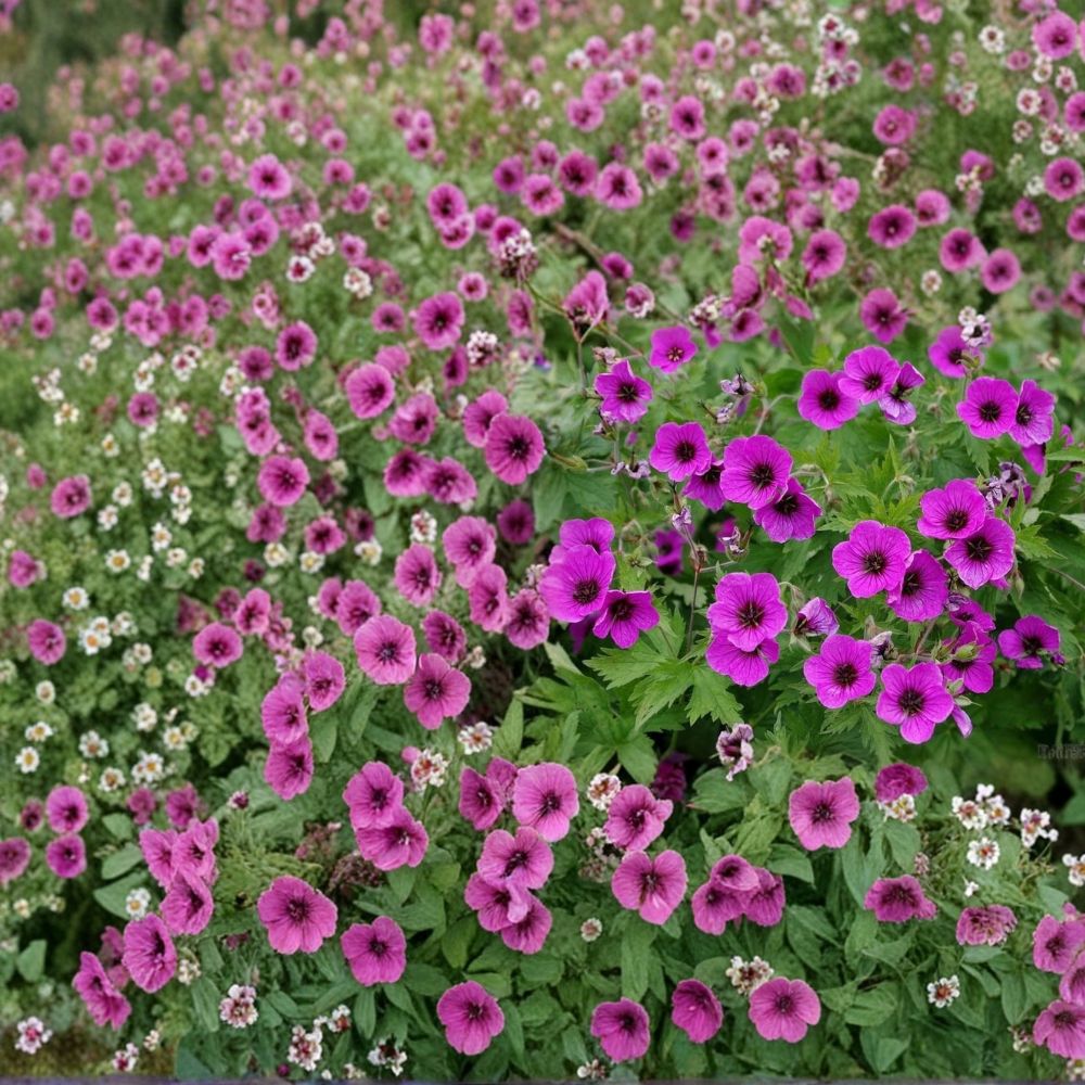 Bressingham Flair Geranium Seeds – 25+ Pelargonium Flower Seeds for Garden & Patio, Easy to Grow, Vibrant Blooms