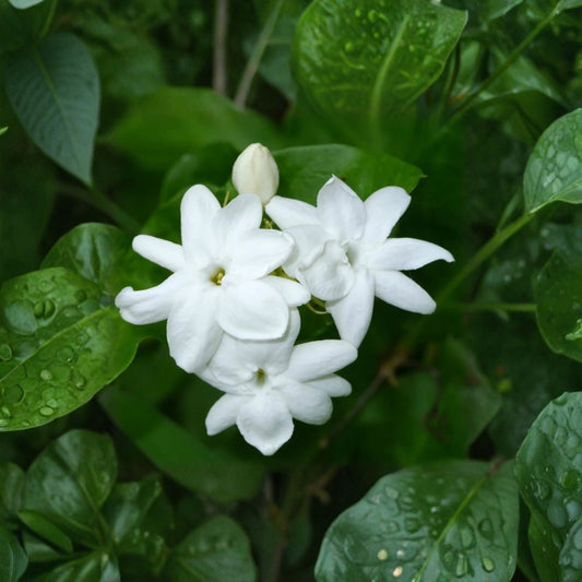 Live Arabian Jasmine Plant – Jasminum sambac, Fragrant White Flowering Vine, Indoor Outdoor Tropical Plant, No Pot