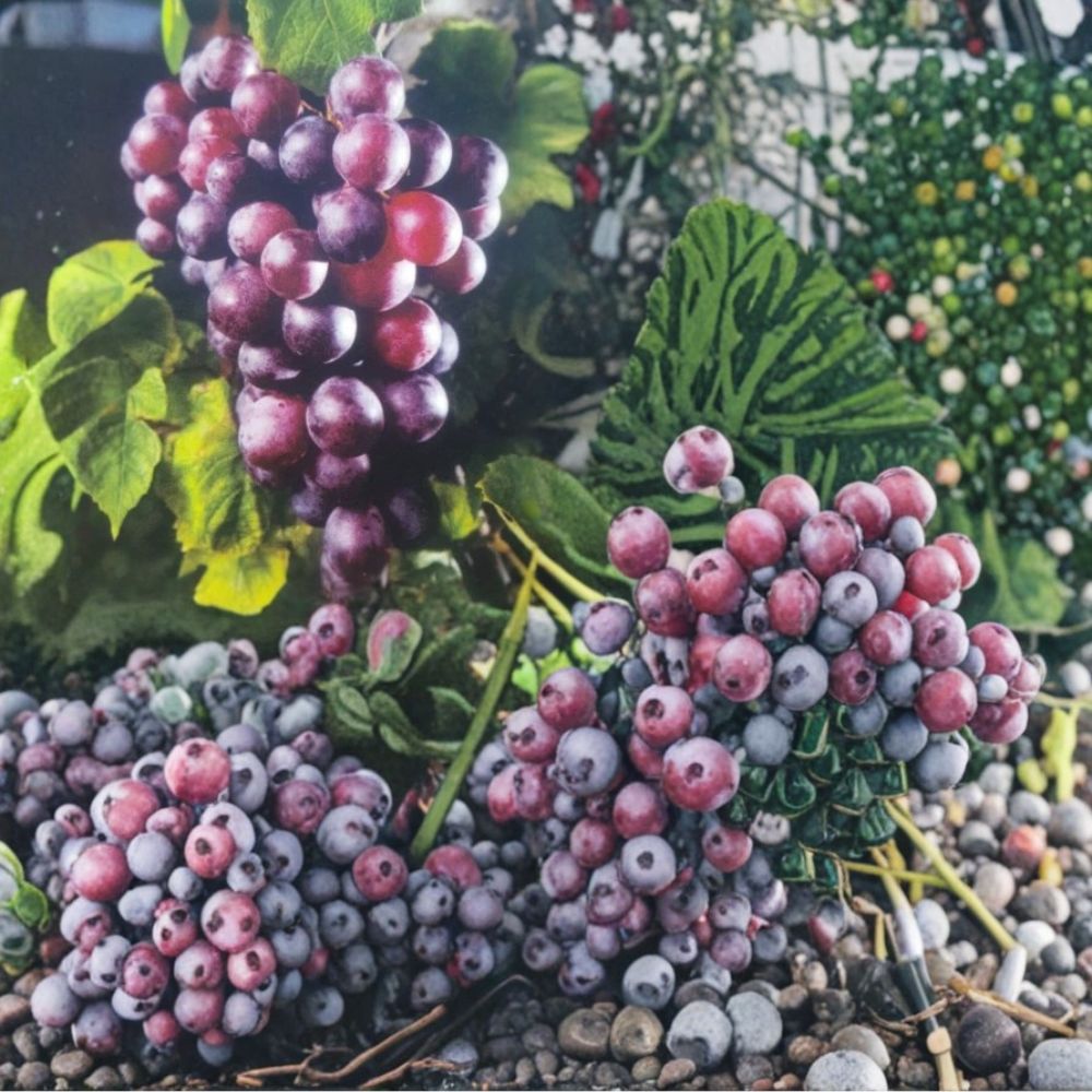 Black Fry Muscadine Grape Vine – Live Fruit Plant in 3 Gallon Pot, Self-Fertile, Dark Black Grapes, Vineyard & Home Garden Favorite