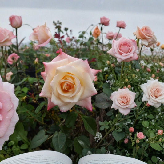 Peace Rose – Yellow Blend Hybrid Tea Rose Bush 2 Gallon Live Plant with Large Blooms | Garden Rose, Floral Display