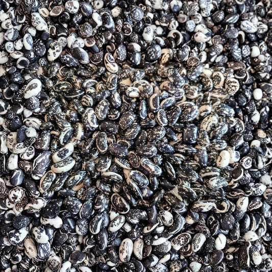 Haudenosaunee Skunk Bean Seeds – Phaseolus vulgaris Heirloom, Organic, Non-GMO, Iroquois Pole Bean, Native American Heritage, Rare Garden Seed