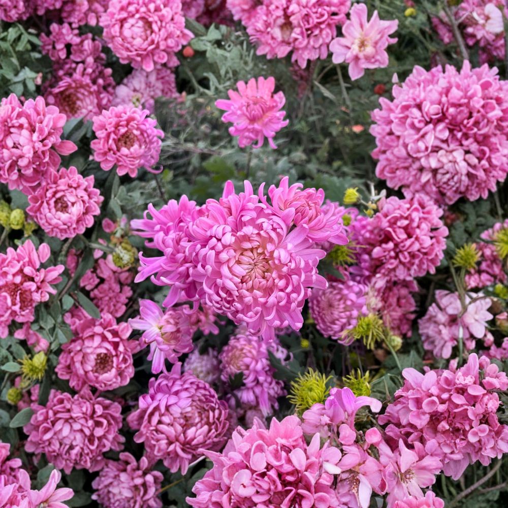 Pink Queen Chrysanthemum Plants – Live Perennial Flowers 2 Pack, Large Bloom Garden Mum, Chrysanthemum morifolium