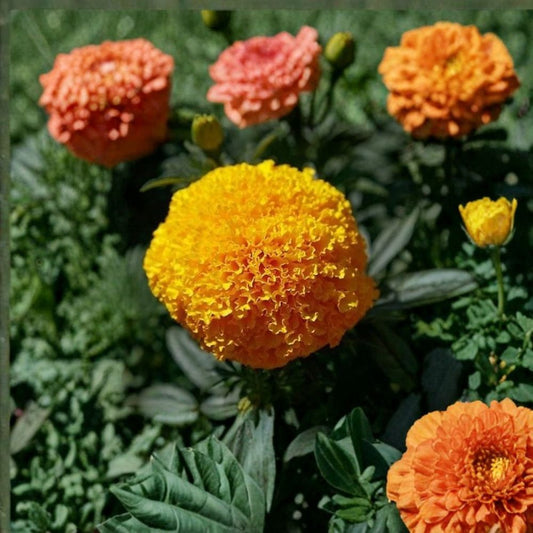 Marigold Coco Gold Seeds – Tagetes Tall African Marigold, Weather-Resistant, Easy to Grow, 250 Seeds for Bright Cut Flowers