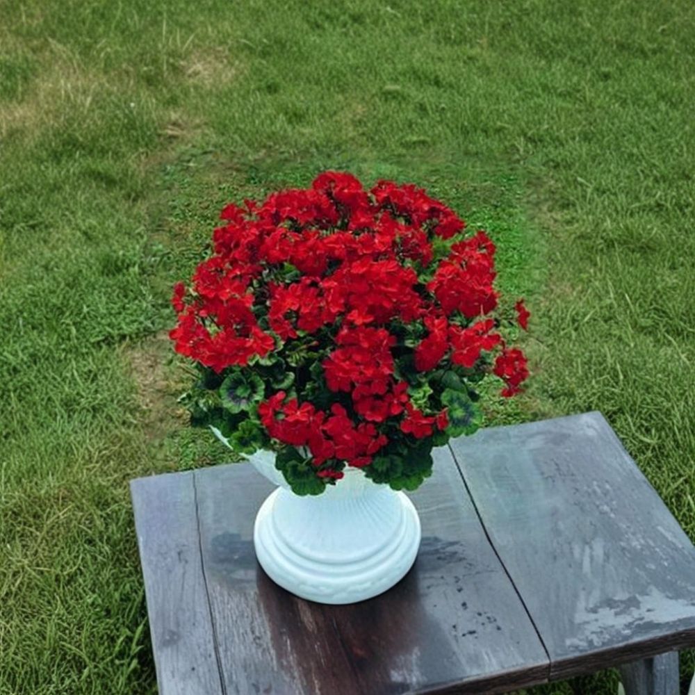 Breakaway Red Zonal Geranium Seeds – 5 Annual Flower Seeds, Heat Tolerant, Cascading Growth, Hanging Basket & Patio Plant Seeds