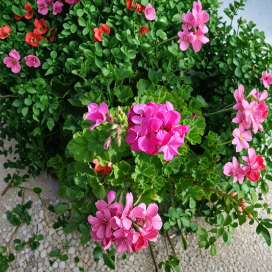 Hardy Pink Geranium Cuttings – Pelargonium Live Plant, 30 Unrooted 6-Inch Pink Flowering Pelargonium for Patio & Garden