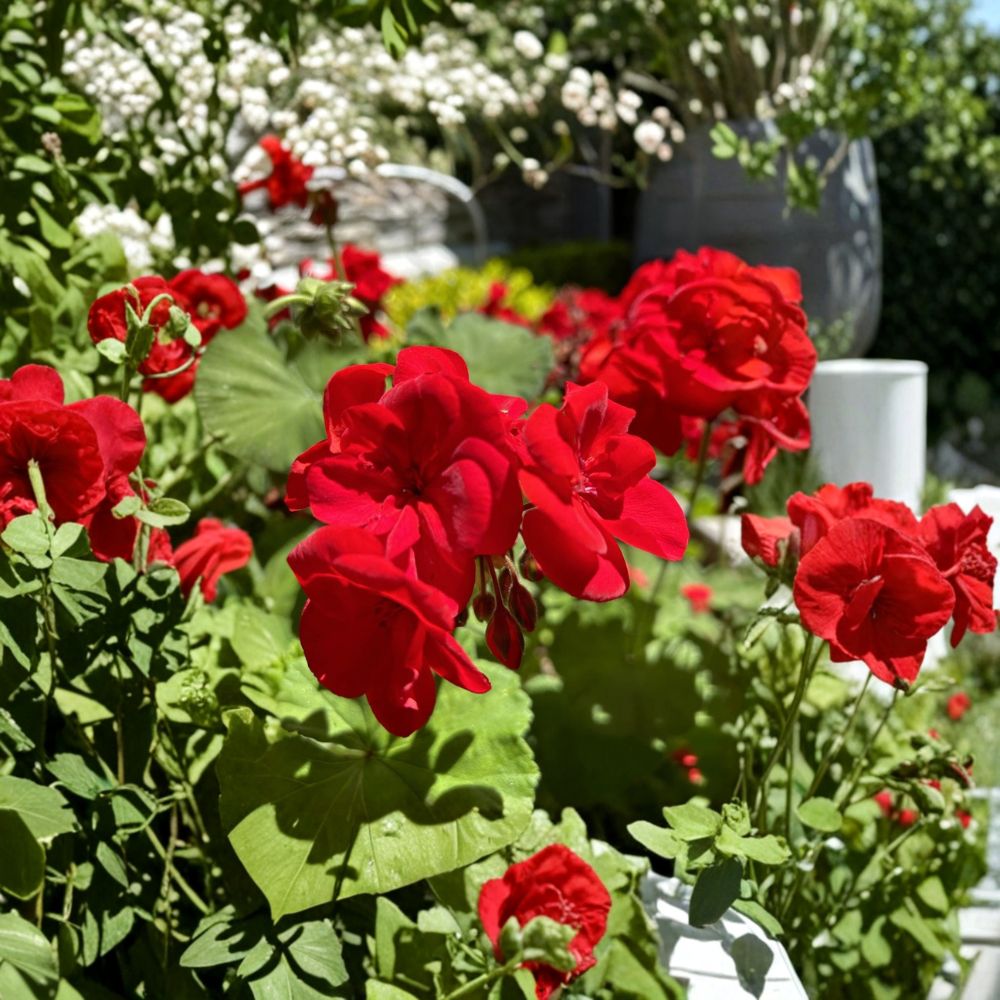 Red Geranium Cuttings – Pelargonium Live Plant Unrooted Clippings with Dark Red Blooms for Patio & Container Gardening