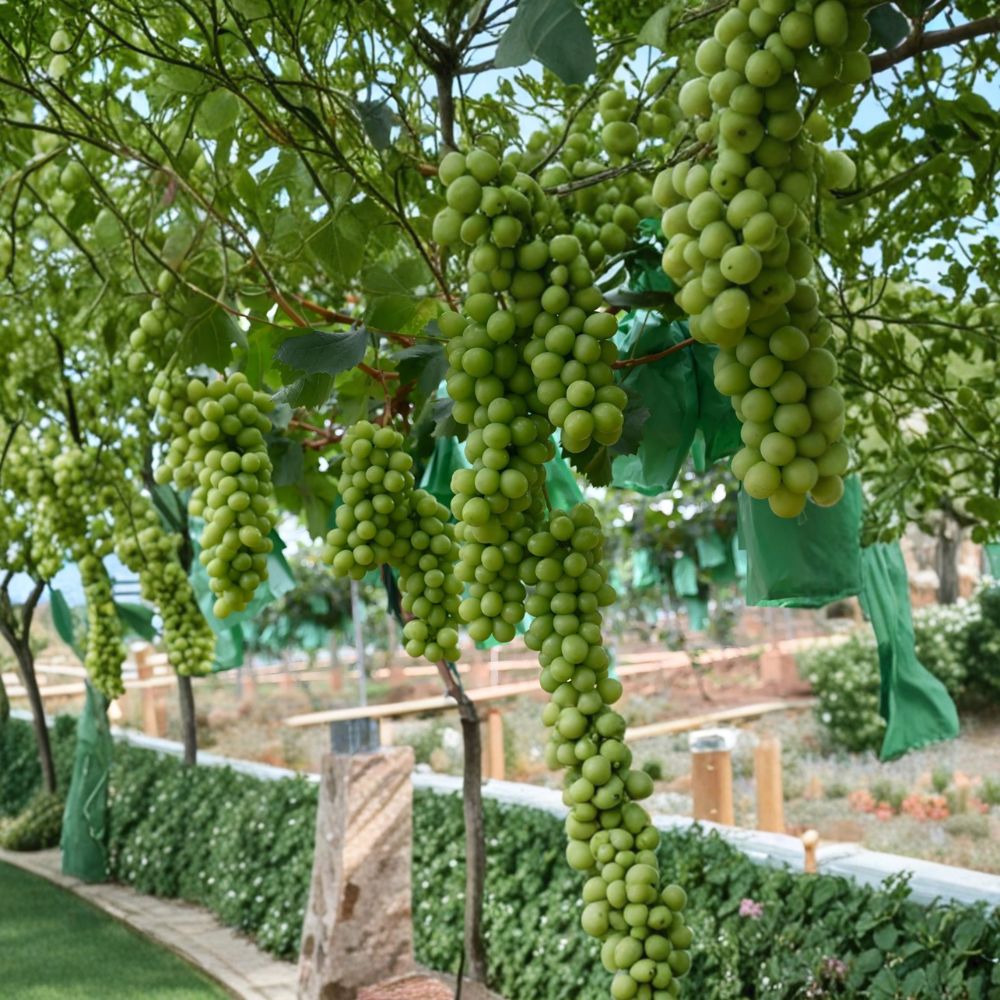 Shine Muscat Grape Plant – Vitis vinifera Live Vine in Pot | Premium Japanese Green Grape | 3309C Rootstock | Sweet, Juicy Fruit