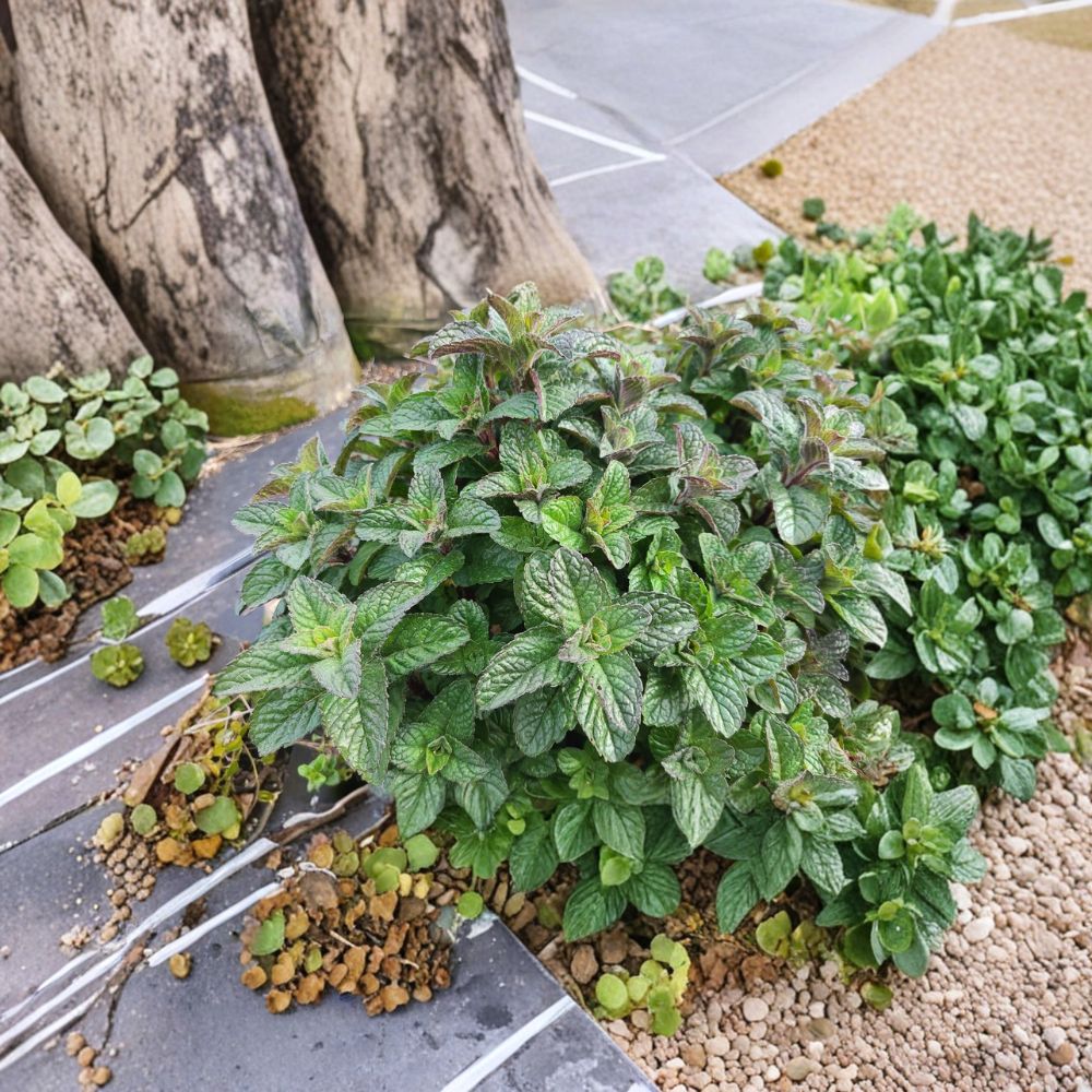 Berries and Cream Mint Cuttings – Mentha x piperita Live Unrooted Herb for Rooting, Culinary and Tea Use, Organic Mint Plantlets
