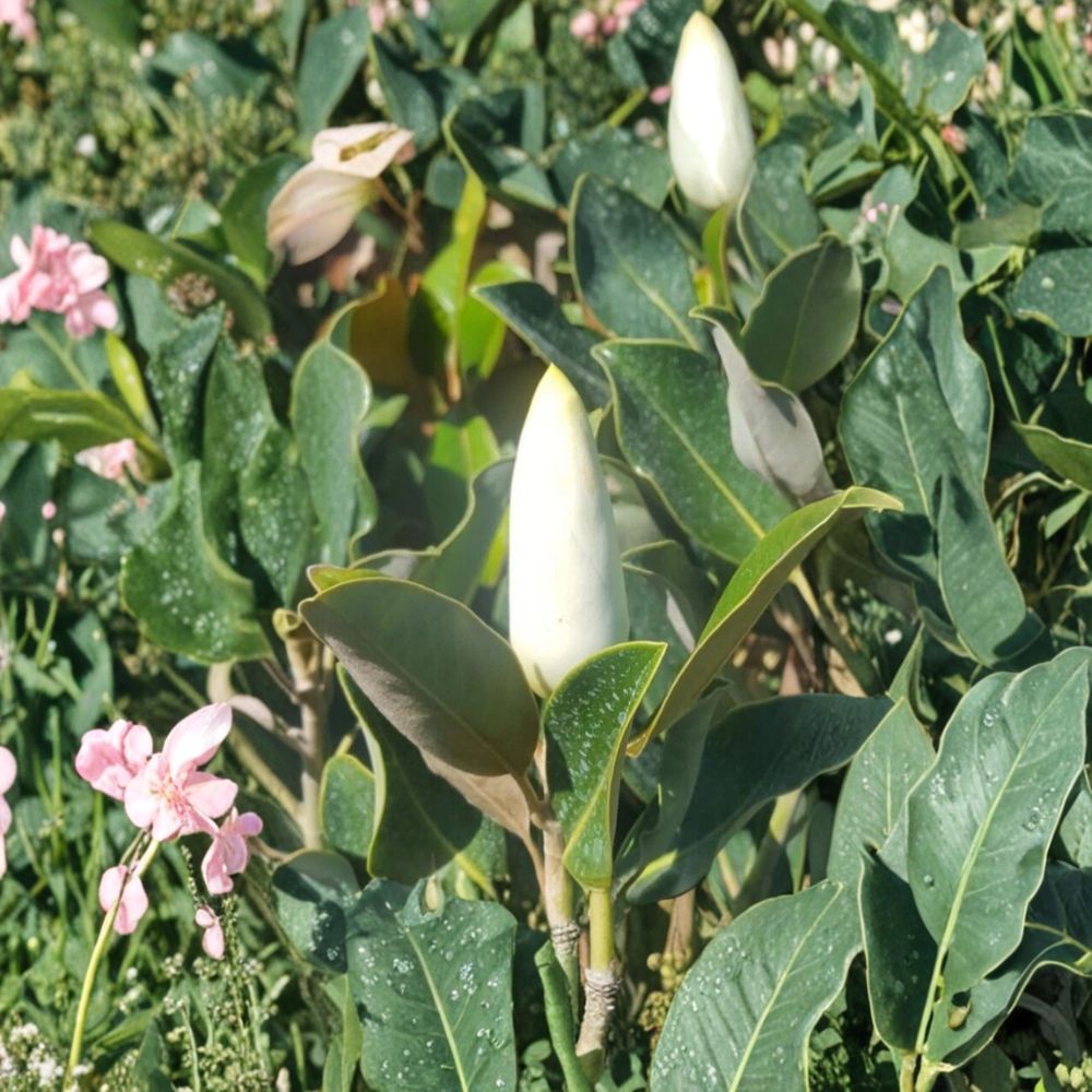Southern Magnolia Tree – Live Flowering Tree, 4–5 Feet Tall, 5 Gallon Size, Evergreen Shade Tree with Fragrant White Blooms, Magnolia grandiflora