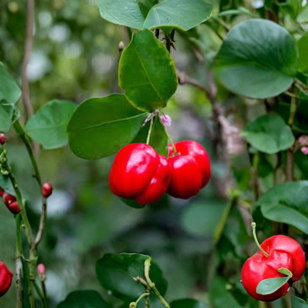Barbados Cherry Tree – Malpighia emarginata Live Plant | 3–4 Inch Starter Plug | Acerola Fruit Tree | Tropical Vitamin C Plant