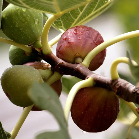 Little Miss Figgy Fig Tree Cuttings – Ficus carica Dwarf Fig Variety – Unrooted Scion Wood for Propagation and Gardening