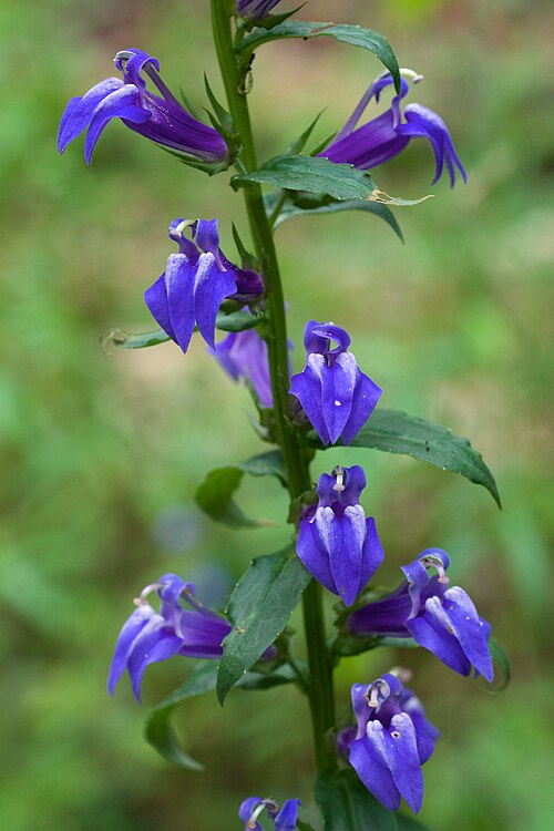 Lobelia siphilitica Seeds – Great Blue Lobelia Wildflower, 500 Non-GMO Perennial Seeds for Pollinator Gardens
