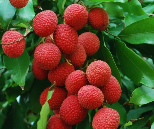 Kaimana Lychee Tree Cuttings | Unrooted 5–6" Wood for Grafting | Litchi chinensis | Tropical Fruit Tree Starter
