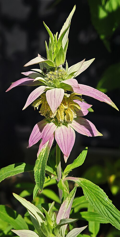 Monarda punctata Seeds – Spotted Bee Balm Native Wildflower Pollinator & Medicinal Plant 100 Seeds