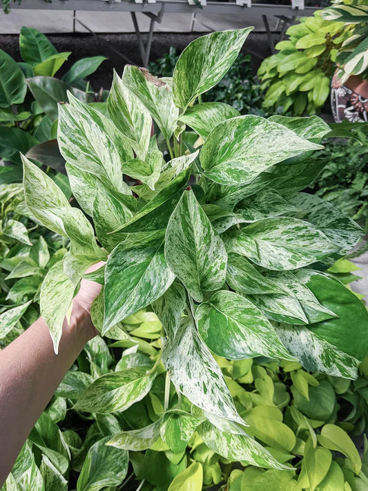 Marble Queen Pothos Rooted Cutting – Variegated Epipremnum Aureum Live Houseplant, Easy-Care Indoor Plant