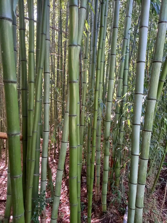 Madake Bamboo Rhizomes – Phyllostachys bambusoides, Fast-Growing Cold Hardy Timber Bamboo, Bare Root Starter for Privacy and Landscaping