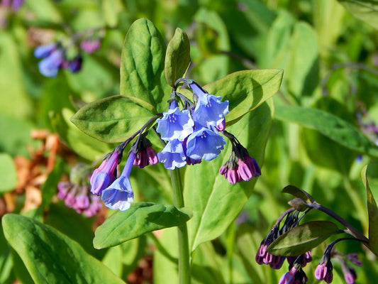 Mertensia virginica Seeds – Virginia Bluebells Wildflower, 30 Non-GMO Perennial Seeds for Shade Gardens & Native Woodland Plant