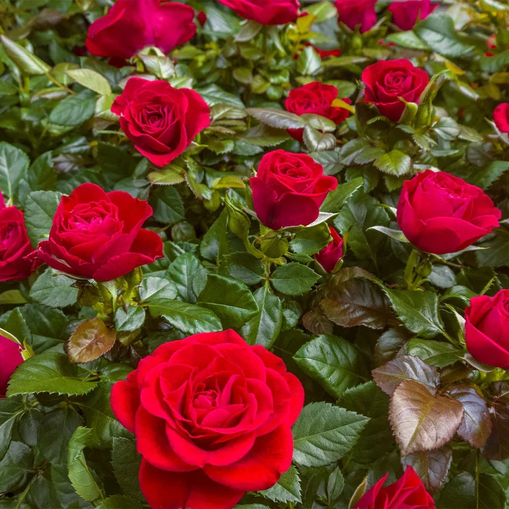 Super Rare ‘Mister Lincoln’ Rose Cuttings – 3 Unrooted Propagation, Grafting, Fragrant Red Hybrid Tea Rosa hybrida