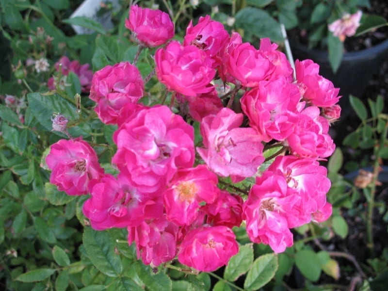 4 Unrooted Rose Cuttings - Pink Madame Norbert Levavasseur - Compact Floribunda - Rosa 'Madame Norbert Levavasseur'