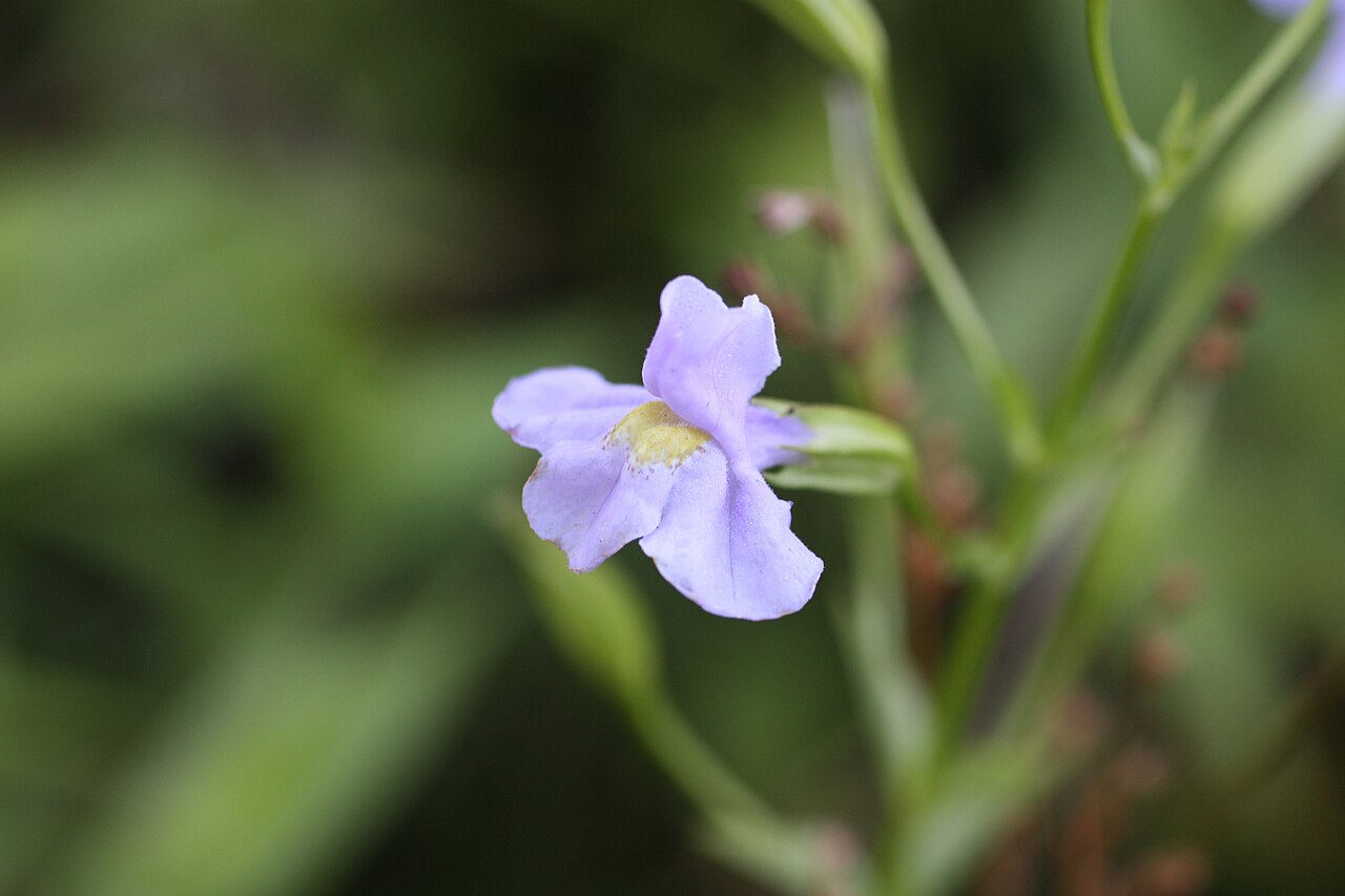 5000 Mimulus ringens Seeds | Monkey Flower | Native Wetland Plant | Square-Stemmed Monkeyflower | Blue Flowers for Ponds & Rain Gardens