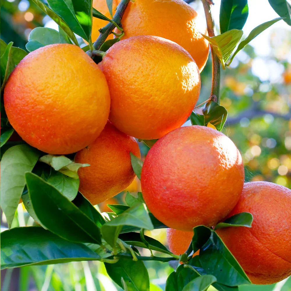 Blood Orange Cuttings 6–8 Inch Unrooted Organic Citrus sinensis for Grafting and Rooting, Red-Flesh Citrus Scion