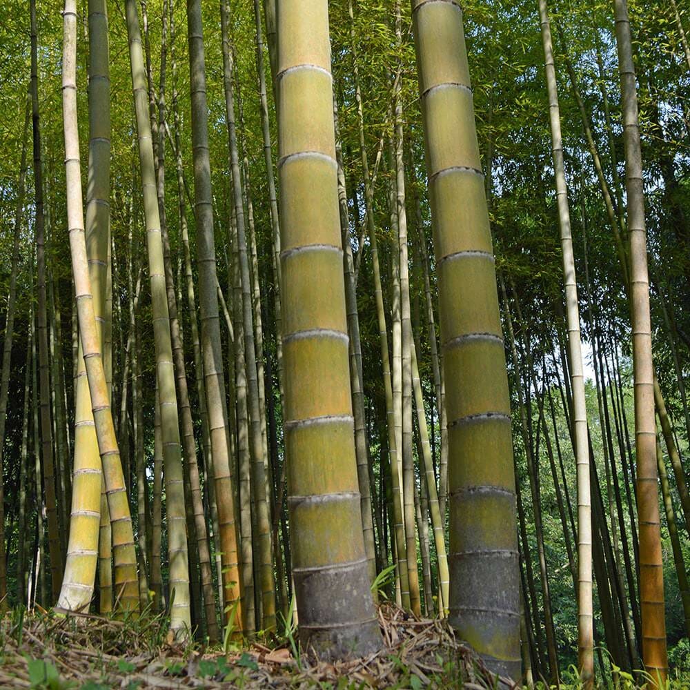 2 Spring SA Mosso Bamboo Bare Root – Phyllostachys edulis Giant Timber Clumping Bamboo for Landscaping and Privacy Screening