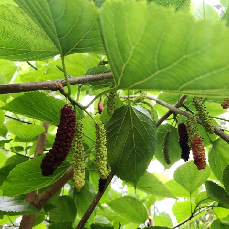 Pakistan Mulberry Tree Cutting – 6–8 Inch Unrooted Morus alba ‘Pakistan’ for Grafting, Propagation, and Fruit Growing
