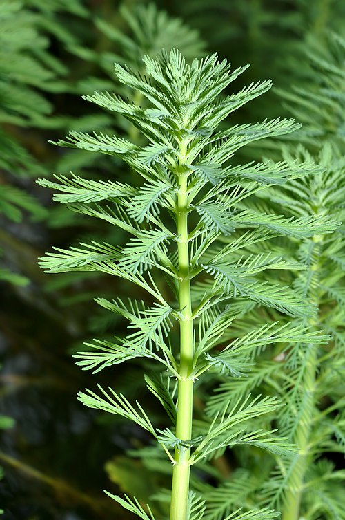 Live Parrot’s Feather Plant | Myriophyllum aquaticum | Floating Aquatic Pond Plant | Bareroot Oxygenating Water Garden Plant