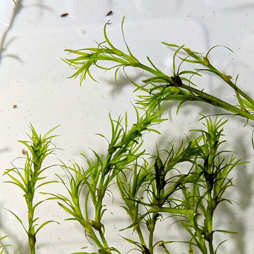 Guppy Grass Live Freshwater Plant Najas Guadalupensis for Aquarium Fry Shrimp Nano Tanks Fast-Growing