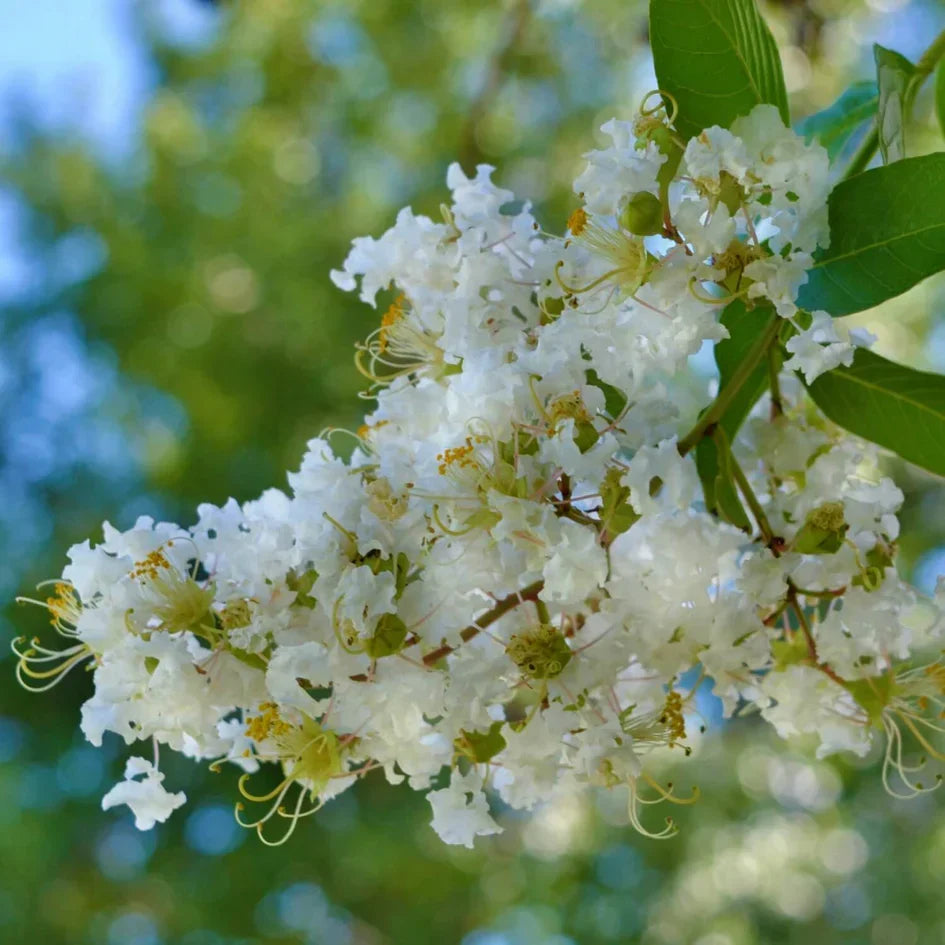 5 White Crape Myrtle Cuttings | Lagerstroemia indica | Rare Flowering Tree | Organic Non-GMO Unrooted Starts
