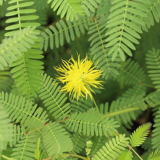 Live Water Mimosa Neptunia oleracea | Tropical Aquatic Pond Plant | Floating & Marginal Bareroot Live Plant for Water Gardens