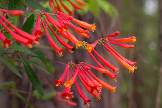 Lonicera sempervirens ‘Honey Coral’ Native Coral Honeysuckle Vine – 1 Live Starter Plant, Hummingbird Magnet, Non-Invasive Garden Plant