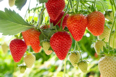 Ozark Beauty Strawberry Plants 10 Bare Root Everbearing Fruit Garden Plants Sweet Juicy Berries Hardy