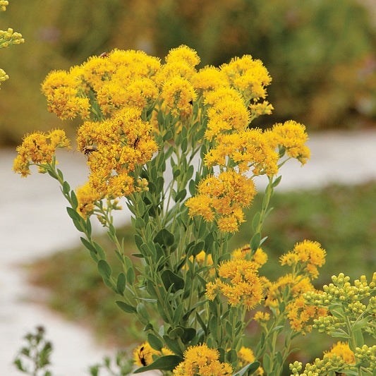 Oligoneuron Rigidum Seeds 700 Stiff Goldenrod Native Perennial Wildflower Pollinator Friendly Prairie Meadow Plant