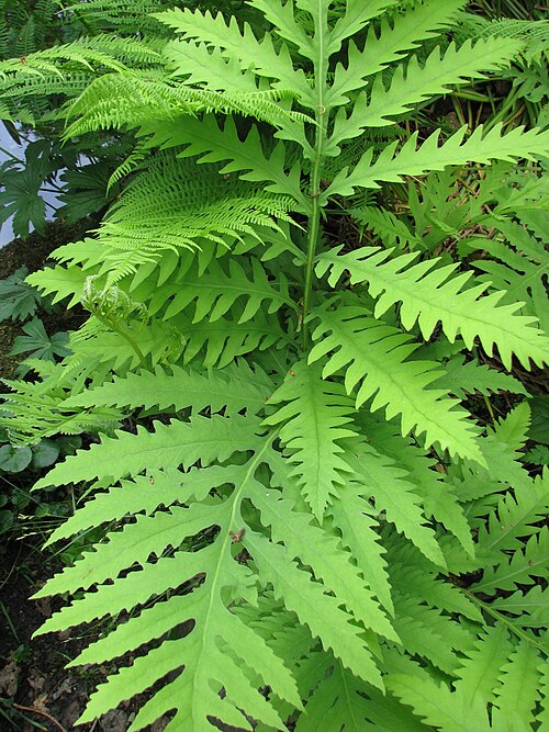3 Sensitive Fern Bare Root Plants | Native Perennial Fern for Shade Gardens & Moist Woodlands | Onoclea sensibilis