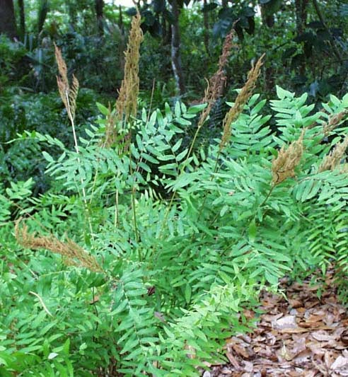 Live Royal Fern Plant - Osmunda regalis - Perennial Shade Fern in 3.5" Pot for Moist Woodland & Bog Gardens