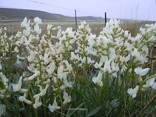 Oxytropis sericea Seeds – Silky Locoweed Native Perennial Legume Drought-Tolerant Wildflower (25 Seeds)