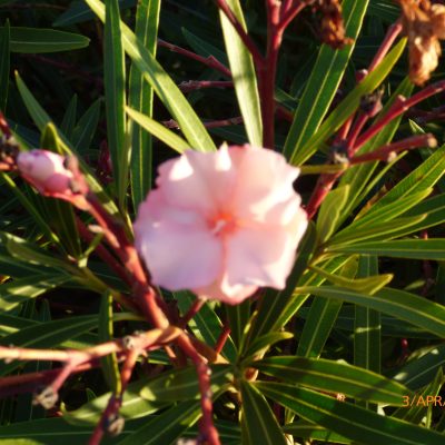 Super Rare Oleander ‘Mrs. Roeding’ Cuttings – Nerium oleander Heirloom Variety for Rooting or Grafting – 5 Fresh Plant Cuttings