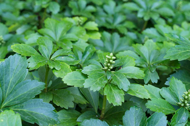 25 Live Pachysandra terminalis Plants – Japanese Spurge Ground Cover, Shade-Loving, Evergreen, Bare Root, Drought-Tolerant, Zone 4-9