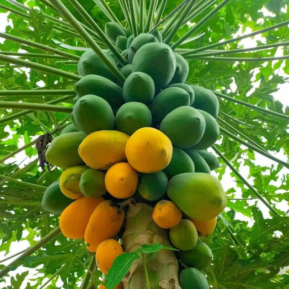 Red Lady Papaya Plant – Dwarf Tropical Fruit Tree – Carica papaya ‘Red Lady’ – Live Starter Plant – Self-Fertile, Fast Growing