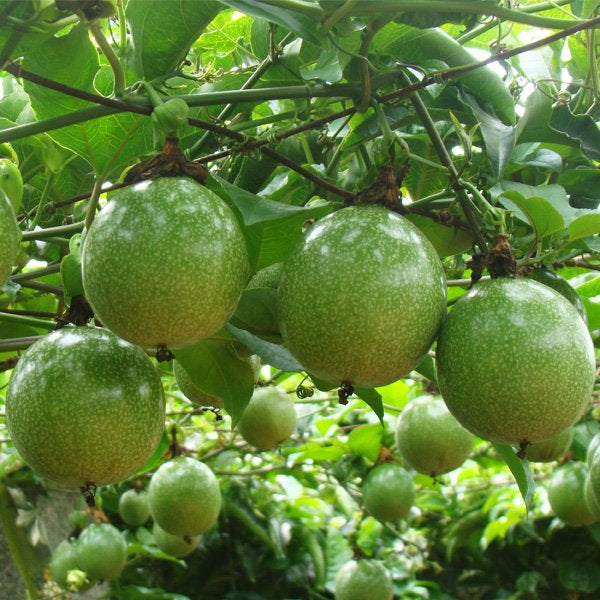 Yellow Passion Fruit Live Plant Starter Vine | Passiflora edulis f. flavicarpa | Sweet Tropical Climber for Edible Gardens