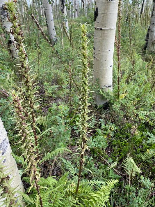Pedicularis procera Seeds – Giant Lousewort Wildflower, Alpine Nitrogen-Fixing Perennial, Rare Plant for Rock Gardens & Wildflower Landscapes (100 Seeds)