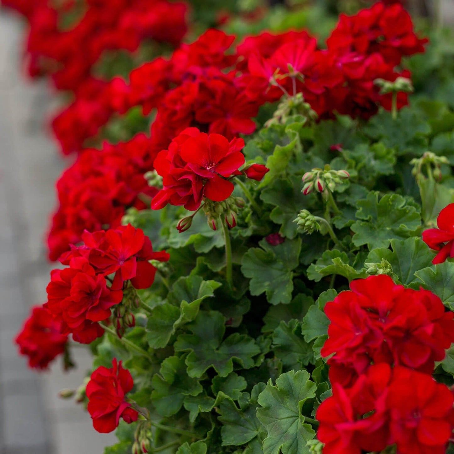 Geranium Double Red Cuttings | 4 Unrooted Pelargonium Starts | Bright Red Blooms, Drought Tolerant Garden Flowers