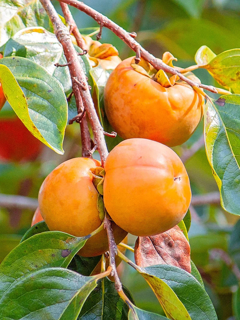 Persimmon Tree Live Bare Root 1–2 ft | Edible Fruit Tree | Diospyros kaki | Cold Hardy Food Forest Plant