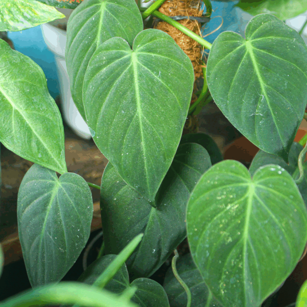 Philodendron Micans Live House Plant – Small Rooted Starter, Velvet-Leaf Philodendron, Philodendron hederaceum, Indoor Green Plant